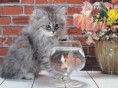 /album/fotogaleria/a250px-satisfied-cat-1-jpg/